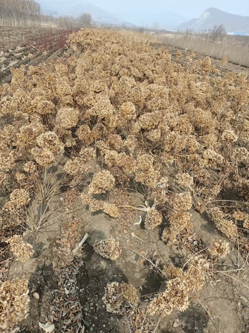 自产自销木绣球绣球花规格齐全量大优惠