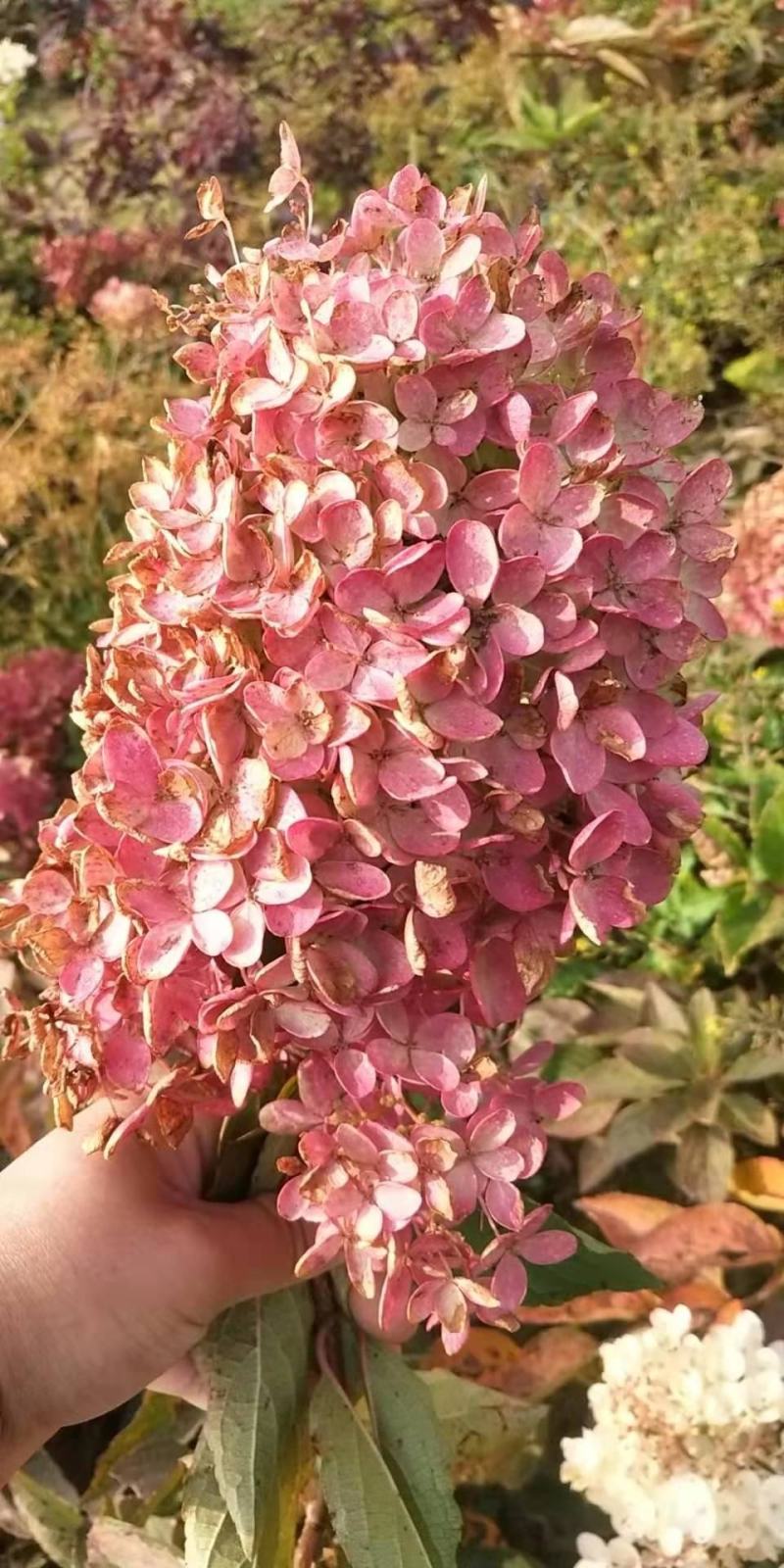 木绣球绿化苗木鲜花切花可视频看货