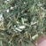 青蒿中药材批发青蒿产地直销质量保证