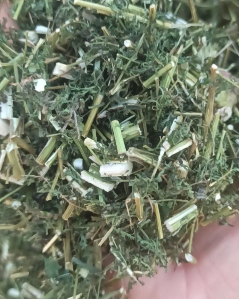 青蒿中药材批发青蒿产地直销质量保证