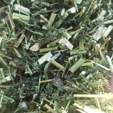 青蒿中药材批发青蒿产地直销质量保证