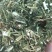 青蒿中药材批发青蒿产地直销质量保证
