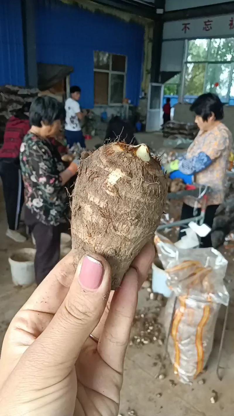 【牛商推荐】山东优质8520毛芋头，产地货源，坏烂包赔