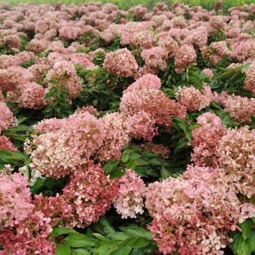 木绣球大花水桠木绿化苗木全国发货量大优惠
