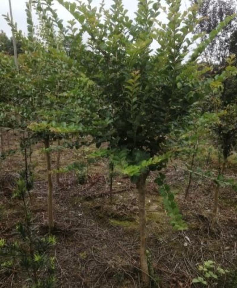 紫薇456公分精品紫薇规格中小紫薇精品