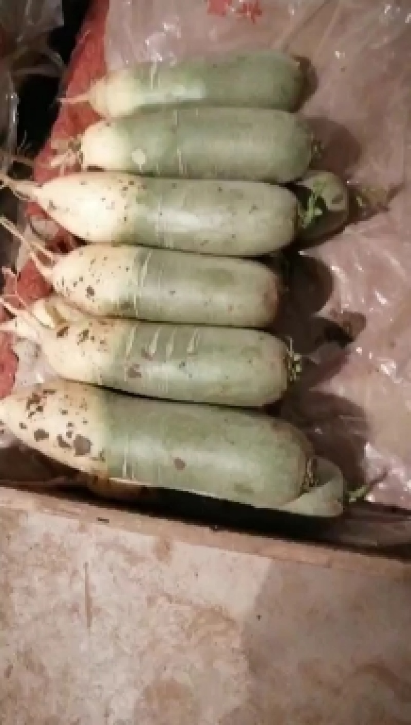 大量批发潍坊萝卜水果萝卜加工厂货，酱菜厂，脱水