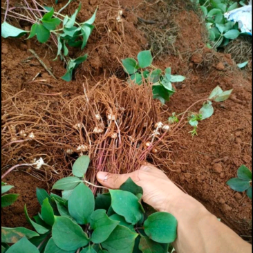 重楼苗重楼块茎苗价格重楼种植基地现挖现发