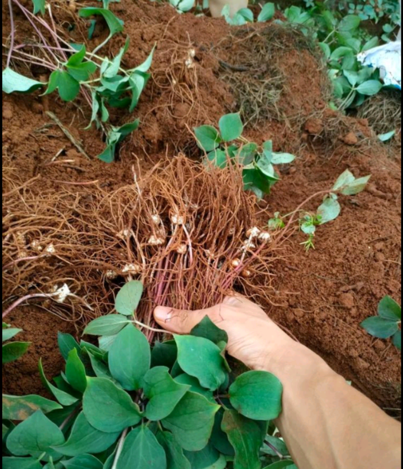 重楼苗重楼块茎苗价格重楼种植基地现挖现发
