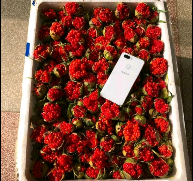 重楼苗重楼块茎苗价格重楼种植基地现挖现发