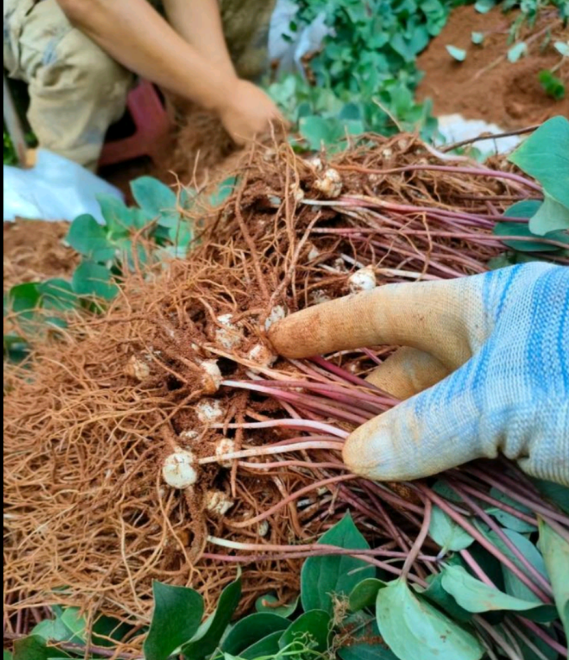 重楼苗重楼块茎苗价格重楼种植基地现挖现发