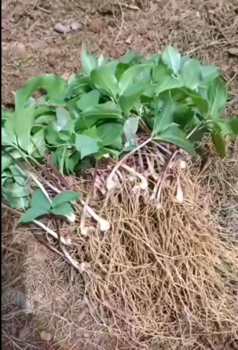 重楼苗重楼块茎苗价格重楼种植基地现挖现发