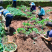 重楼苗重楼块茎苗价格重楼种植基地现挖现发