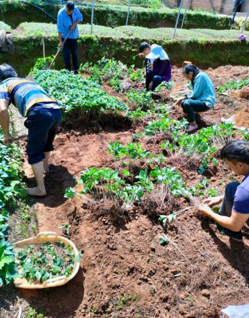 重楼苗重楼块茎苗价格重楼种植基地现挖现发