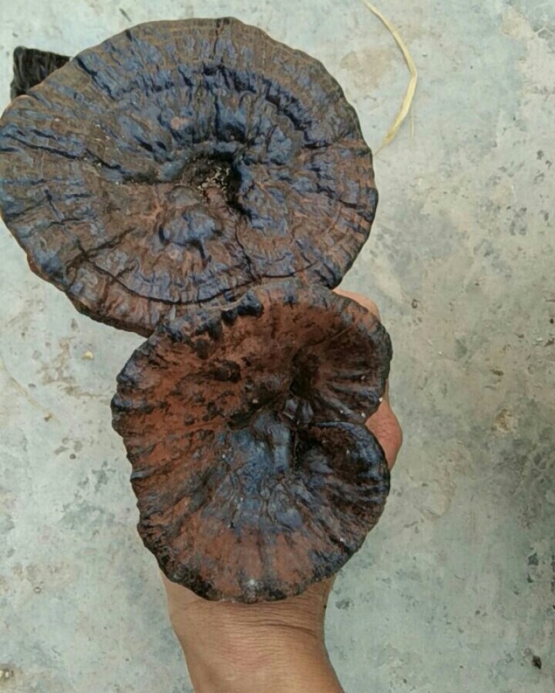 黑灵芝野生枫树桩自然生长可图片选货鲜干货