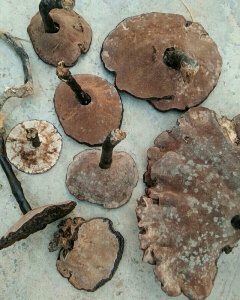 黑灵芝野生枫树桩自然生长可图片选货鲜干货