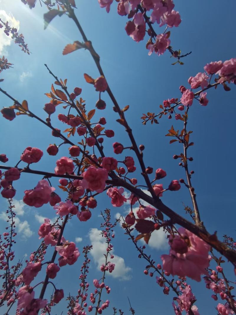 独干红叶榆叶梅干枝榆叶梅规格齐全量大优惠