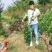 北海道黄杨（绿化苗木又名万年绿抗冻抗旱绿篱）