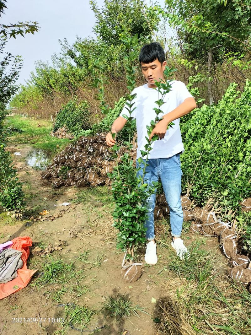北海道黄杨（绿化苗木又名万年绿抗冻抗旱绿篱）