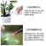 （厂家直销）高效氯氟氰菊酯功夫菊酯主要针对蚜虫菜青