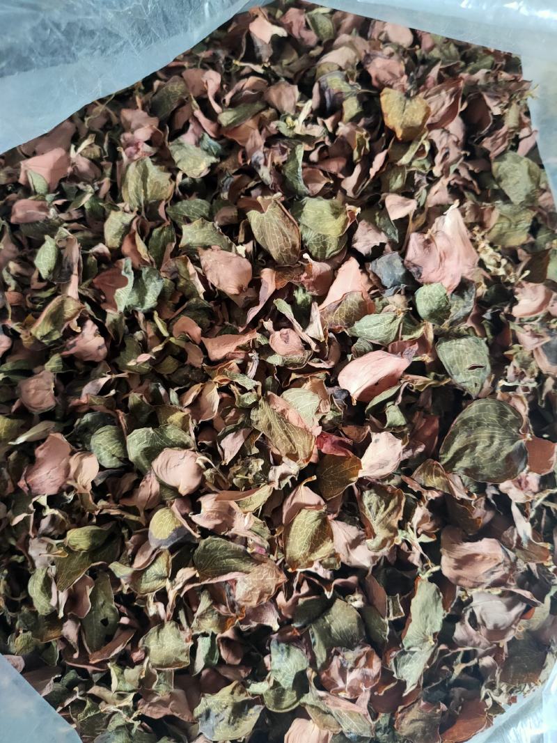 台湾金线莲纯叶子台湾金线莲叶片整株干品