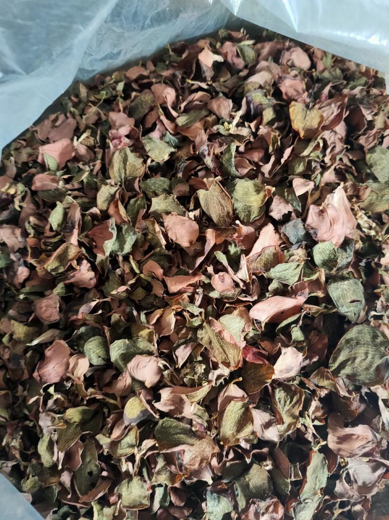 台湾金线莲纯叶子台湾金线莲叶片整株干品