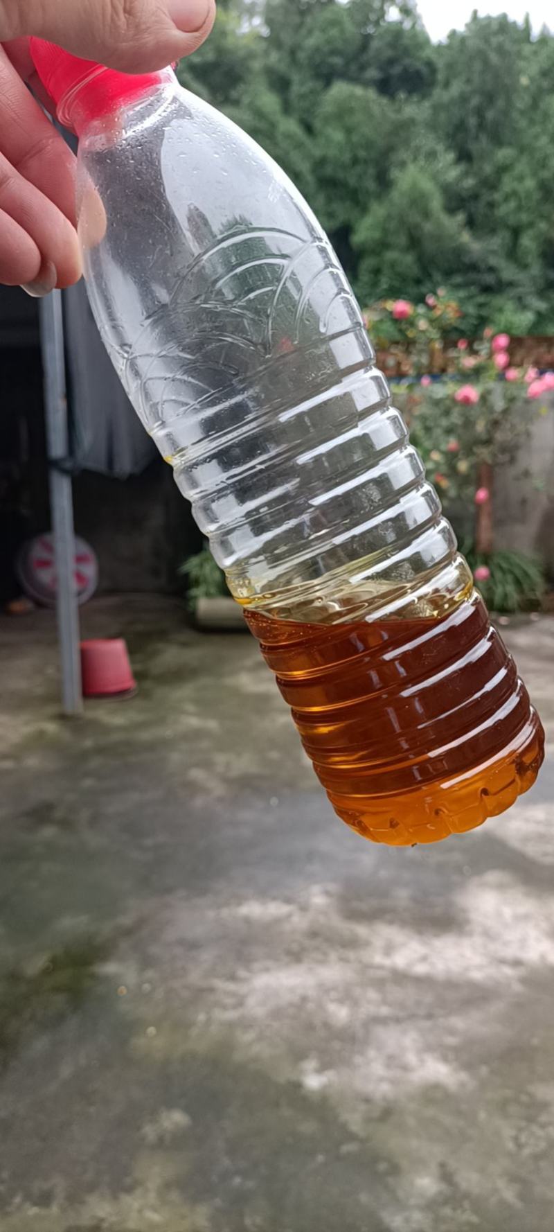 绵羊油菜籽