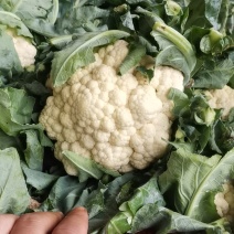 大量供应超市批发市场加工厂大了有