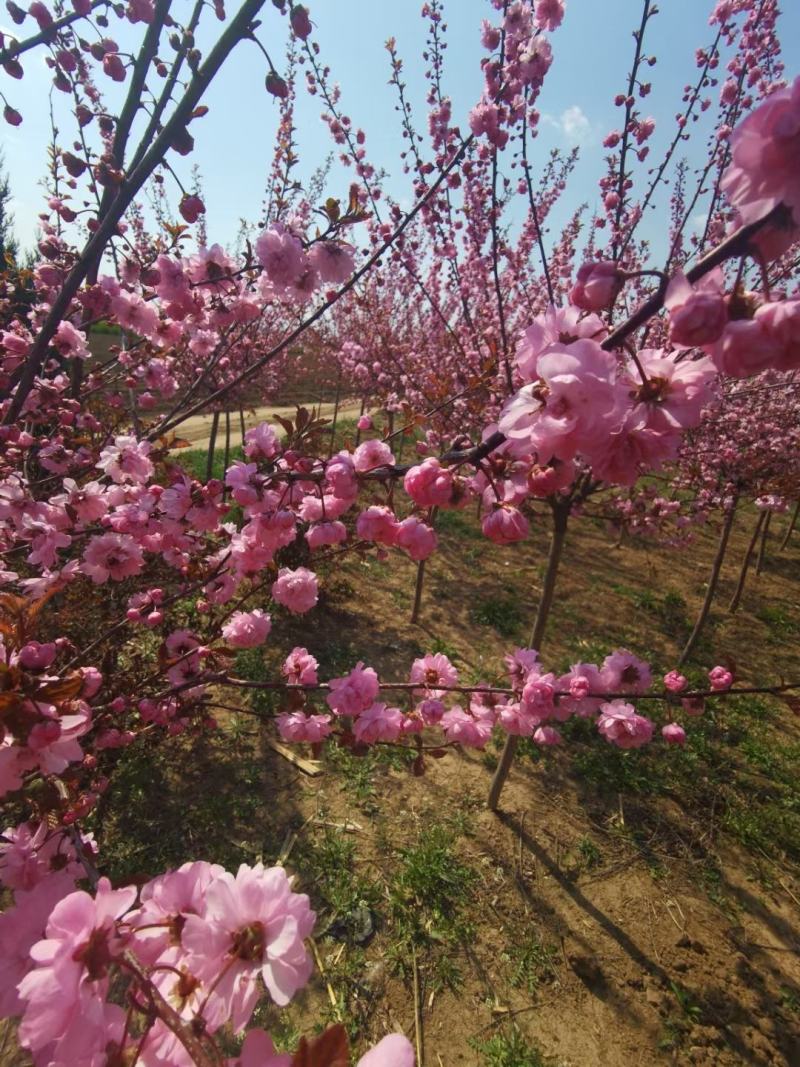 独干榆叶梅红叶榆叶梅重瓣榆叶梅量大优惠发货全国