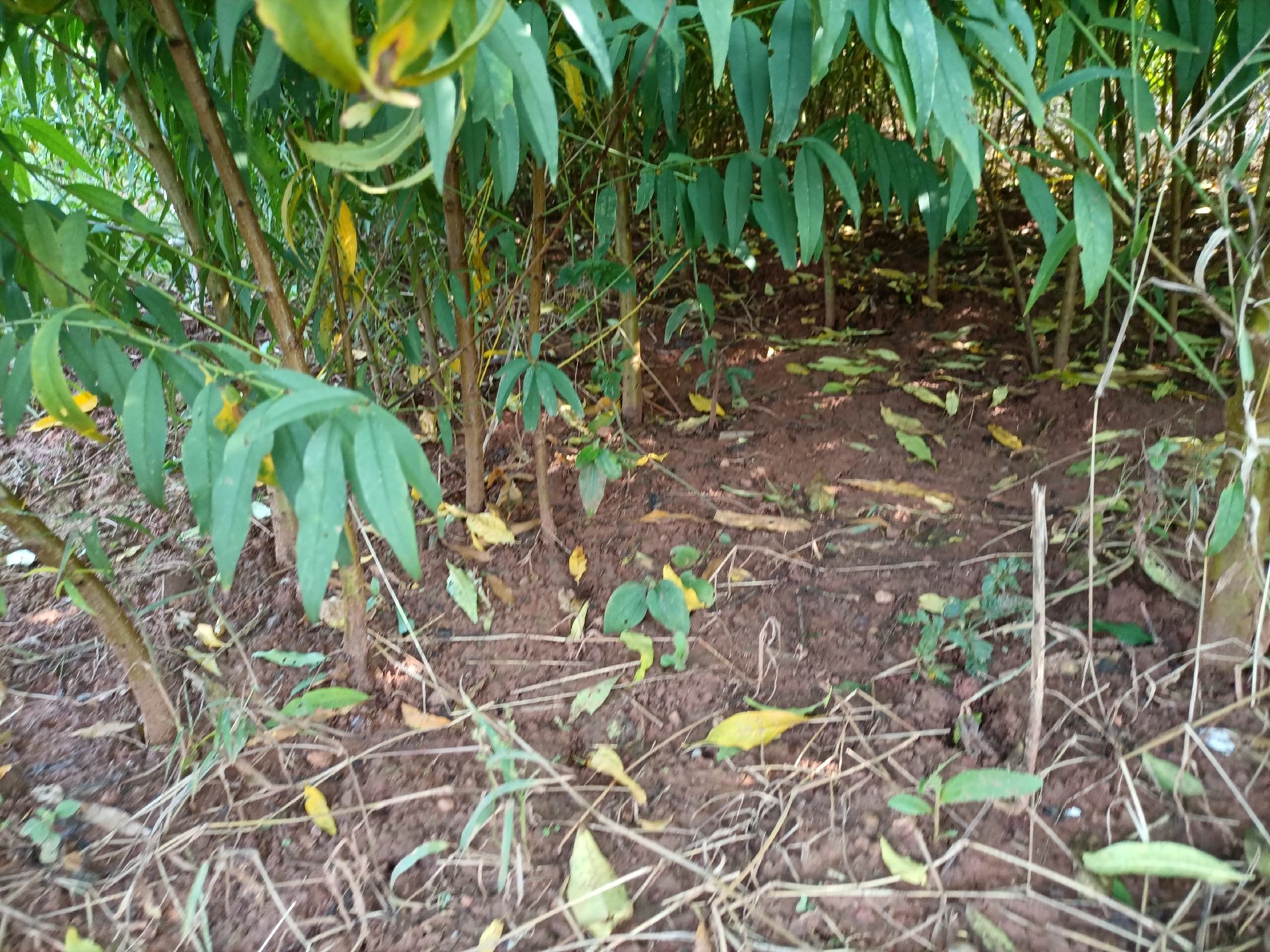 不同地区桃园摘袋后管理对比图