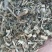 六月雪中药材批发六月雪质量保证量大从优
