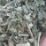 六月雪中药材批发六月雪质量保证量大从优