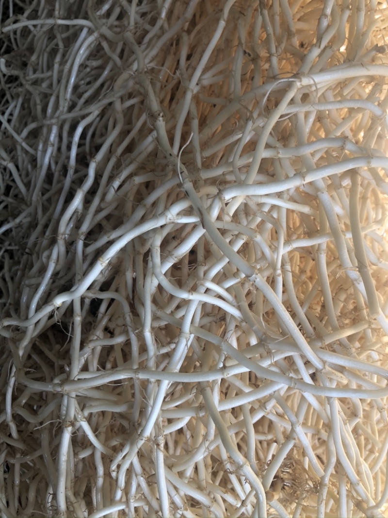 【推荐】鱼腥草鱼腥草根、折耳根产地一手货源品质保证