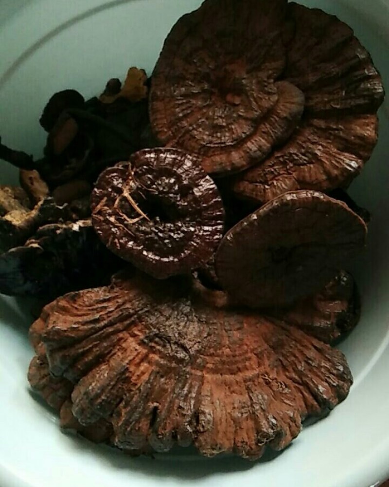 黑灵芝野生枫树桩自然生长可图片选货鲜干货
