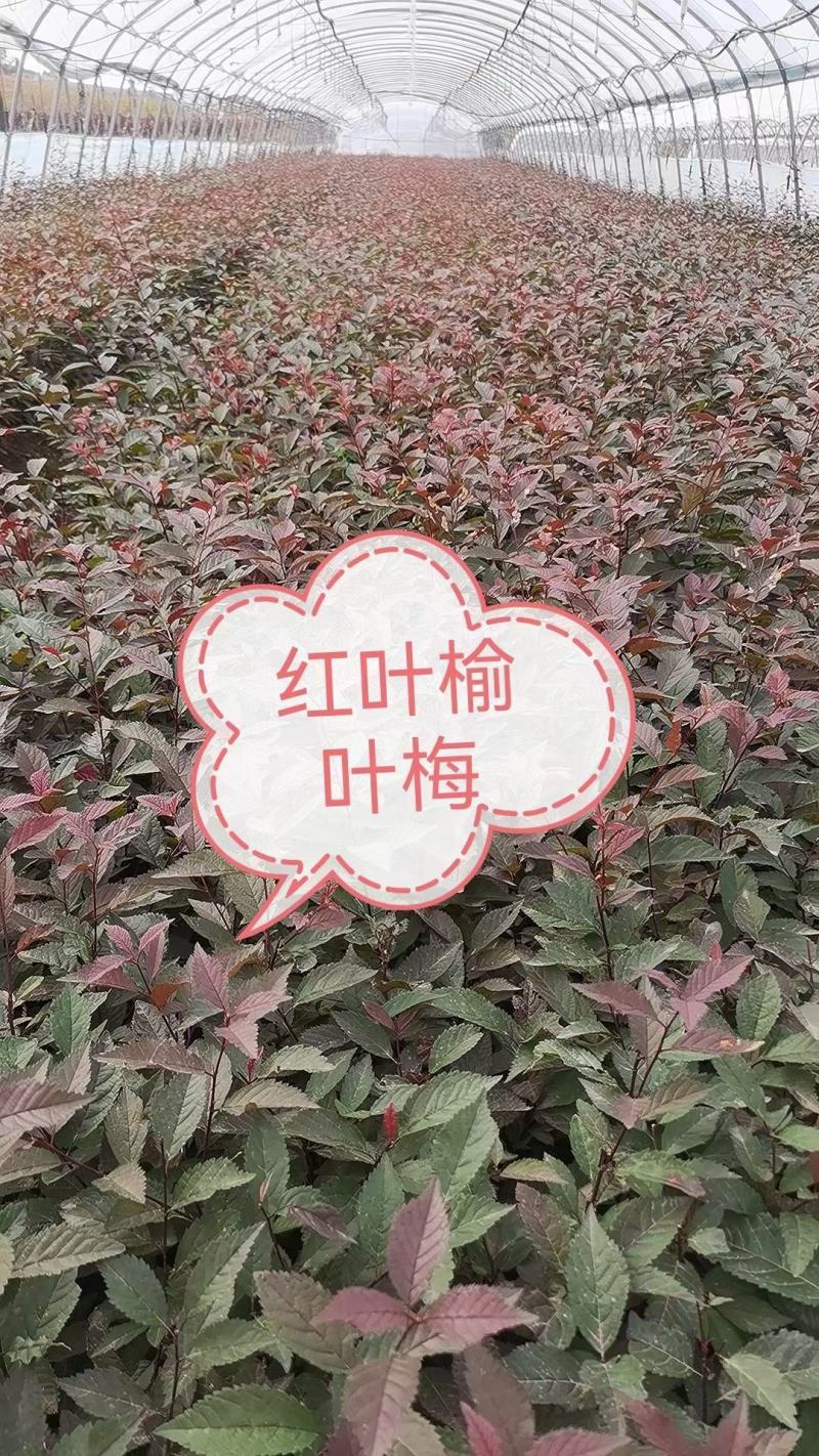 榆叶梅红叶榆叶梅绿叶榆叶梅榆叶梅扦插苗