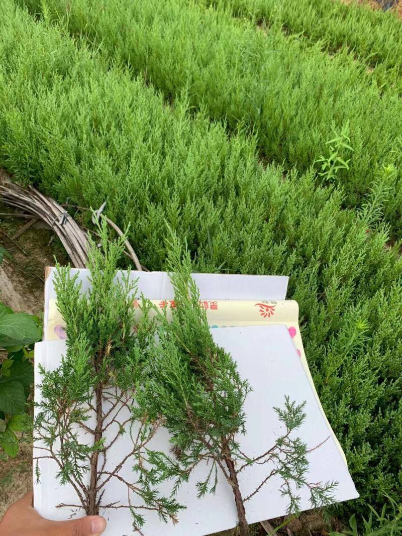 塔柏苗塔柏小苗30公分到50公分精品塔柏小苗