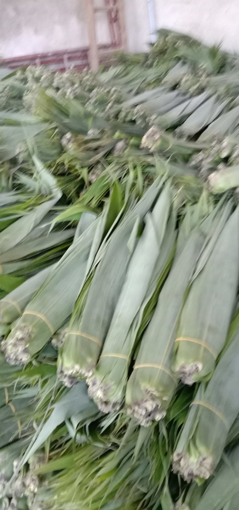 大量供应野生粽叶，芦苇叶，大量现货，欢迎各位老板订购