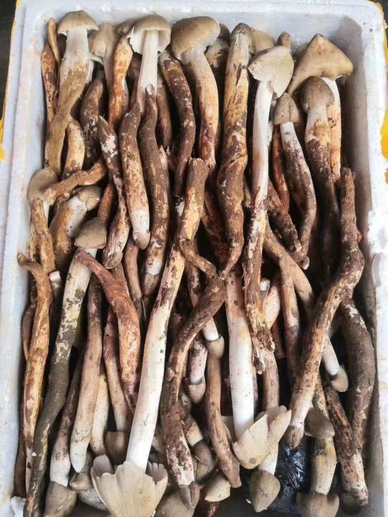 油鸡枞