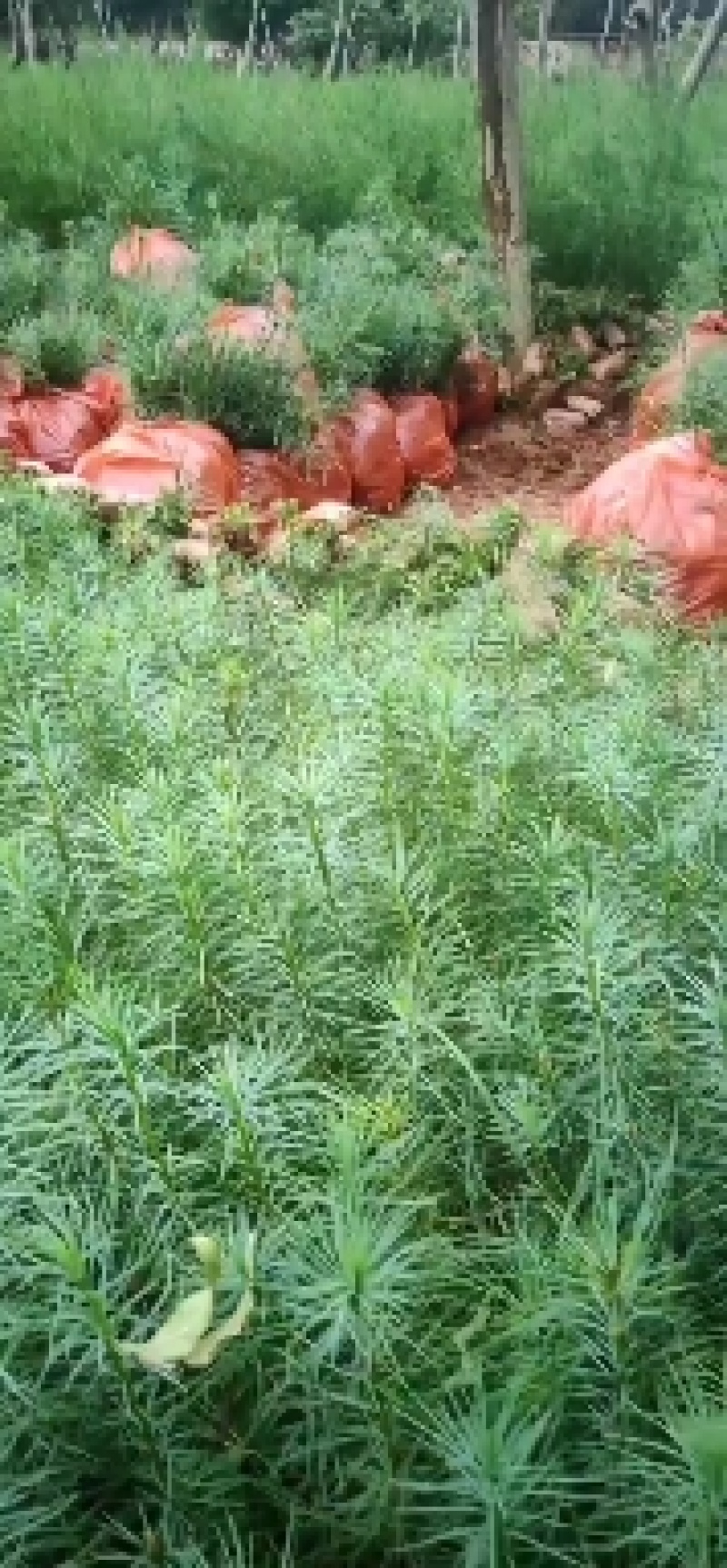 【推荐】绿化苗木华山松产地直发，货量充足