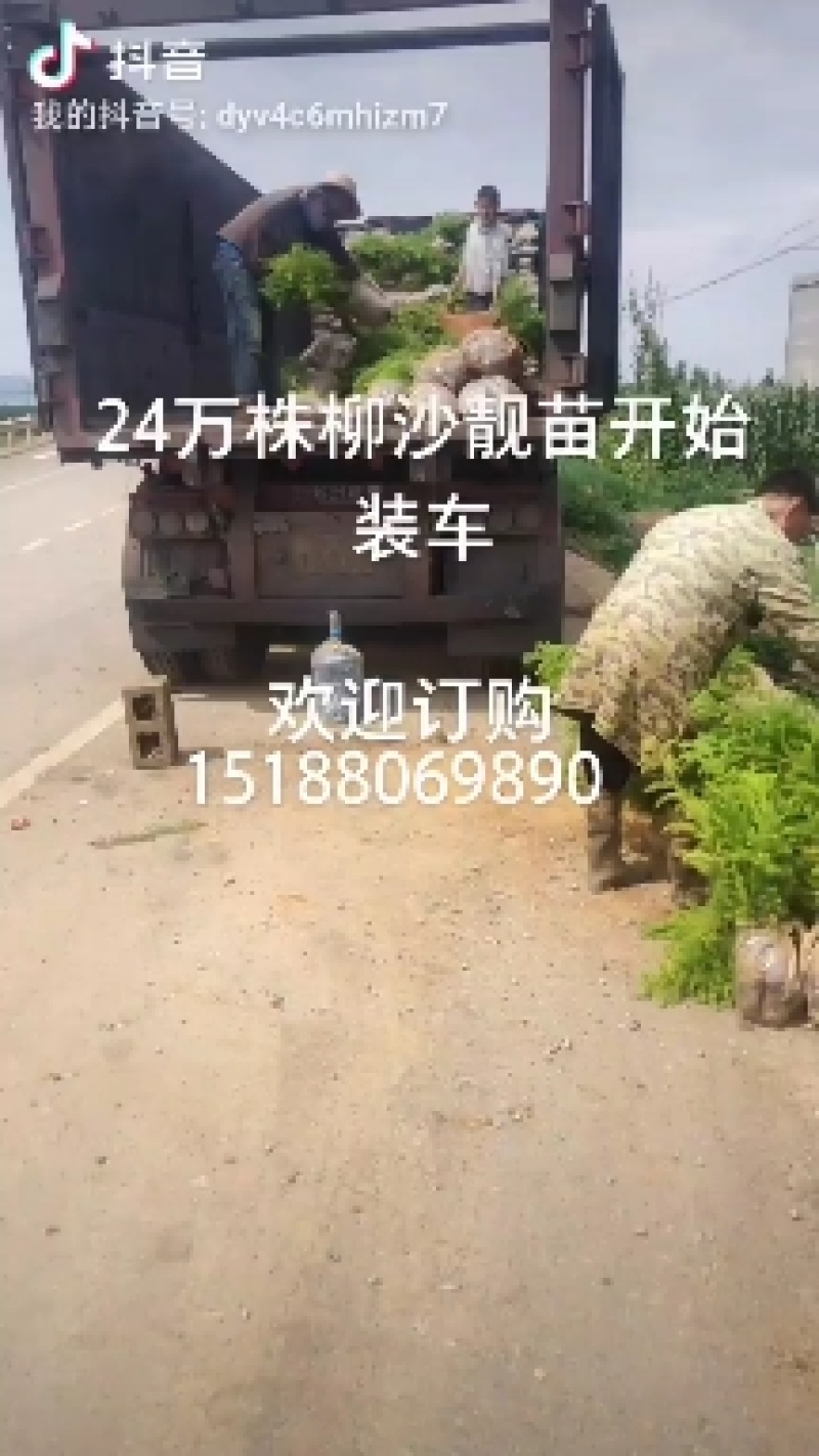 【精品】云南杉树货大从优欢迎选购品质保证