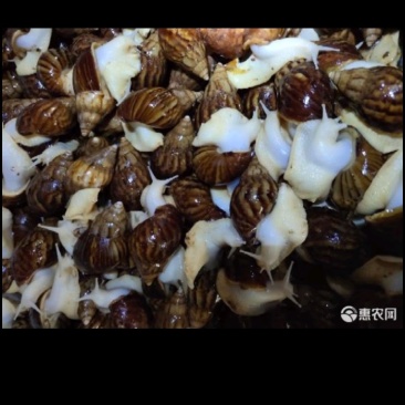 白玉蜗牛