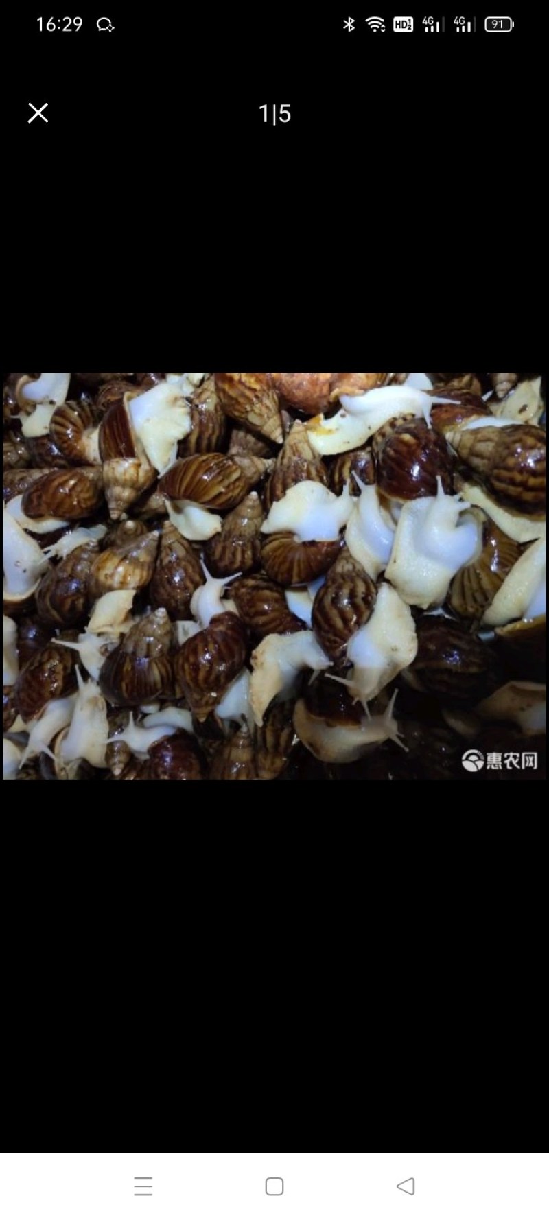 白玉蜗牛
