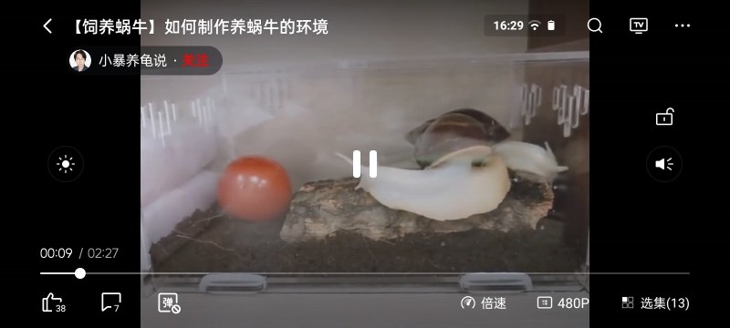 白玉蜗牛