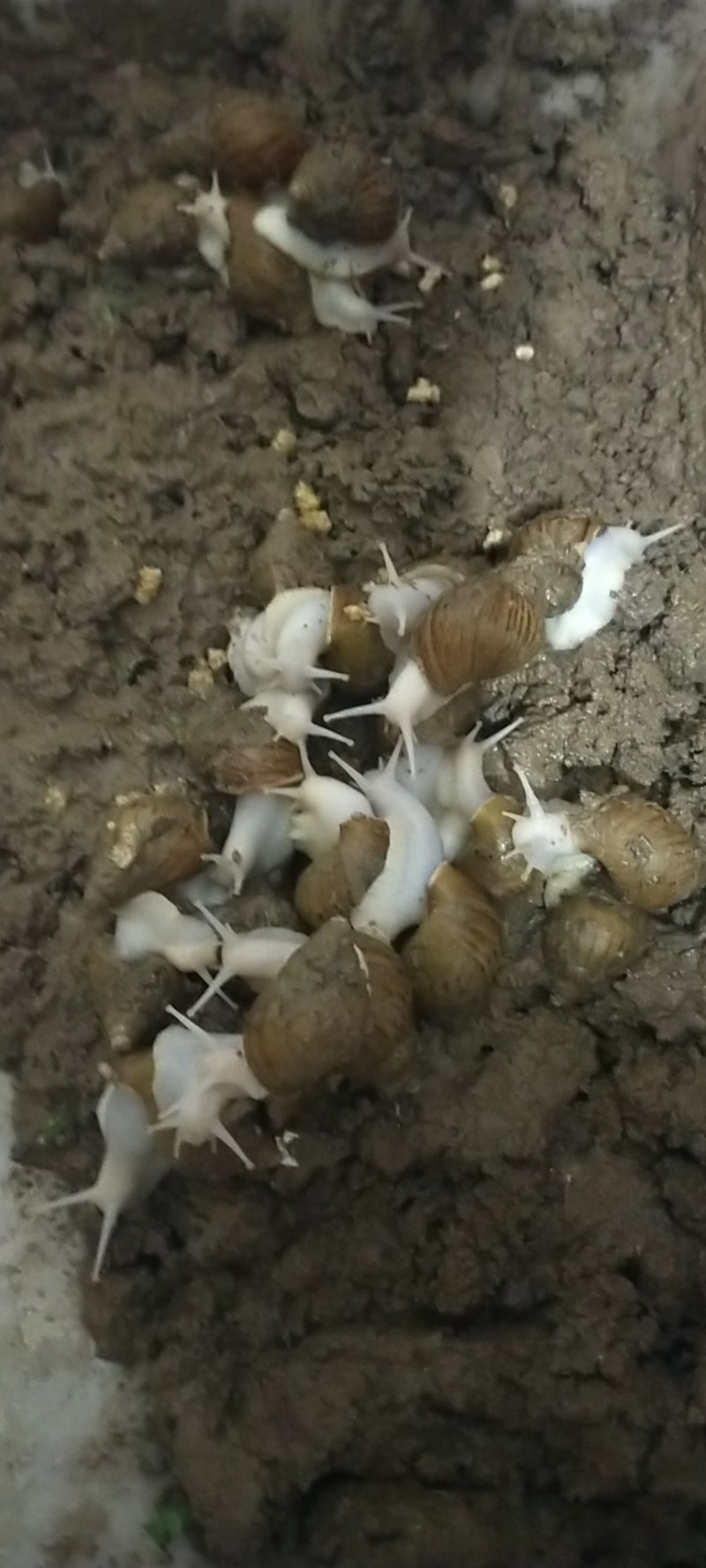 白玉蜗牛
