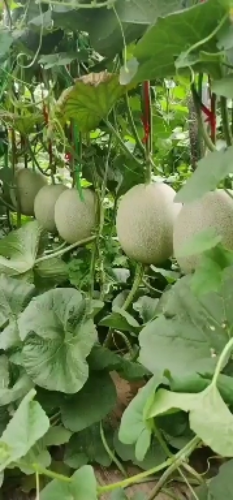 山东潍坊网纹系列哈密瓜大量上市产地直发量大从优，