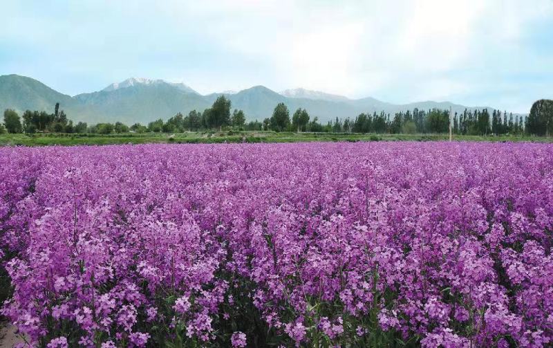 蓝香芥种子易活花卉种子欧亚香花芥花籽庭院盆栽景观花海种子