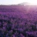 蓝香芥种子易活花卉种子欧亚香花芥花籽庭院盆栽景观花海种子