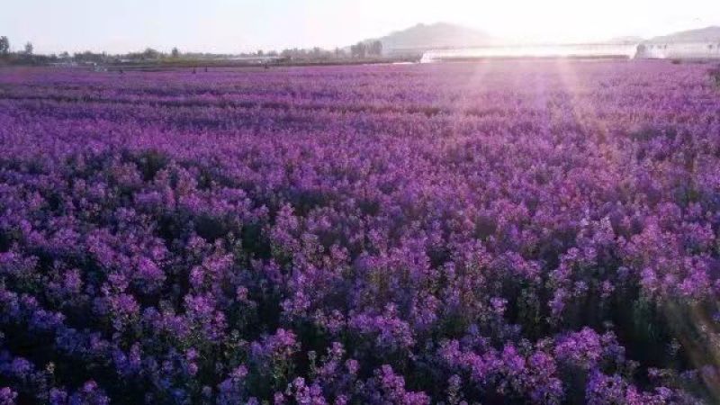 蓝香芥种子易活花卉种子欧亚香花芥花籽庭院盆栽景观花海种子