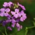 蓝香芥种子易活花卉种子欧亚香花芥花籽庭院盆栽景观花海种子