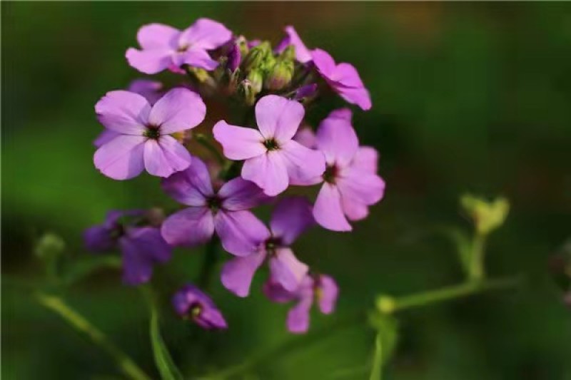 蓝香芥种子易活花卉种子欧亚香花芥花籽庭院盆栽景观花海种子