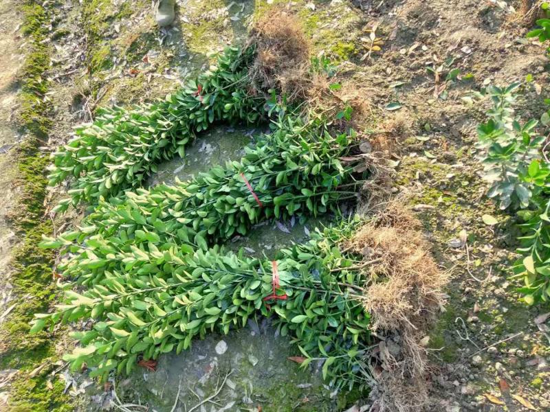 大叶黄杨绿篱价格成都苗木种植基地大叶黄杨苗木报价